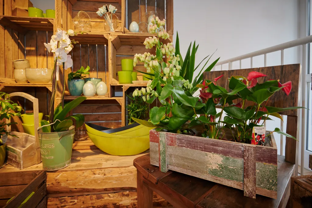 Weiße Orchidee, rote Anthurien und Keramikgefäße in Regalen aus alten Holzkisten